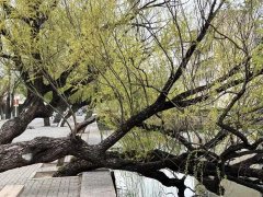 <b>这不只为完美拔尖立异人才发觉和培育机制供给</b>
